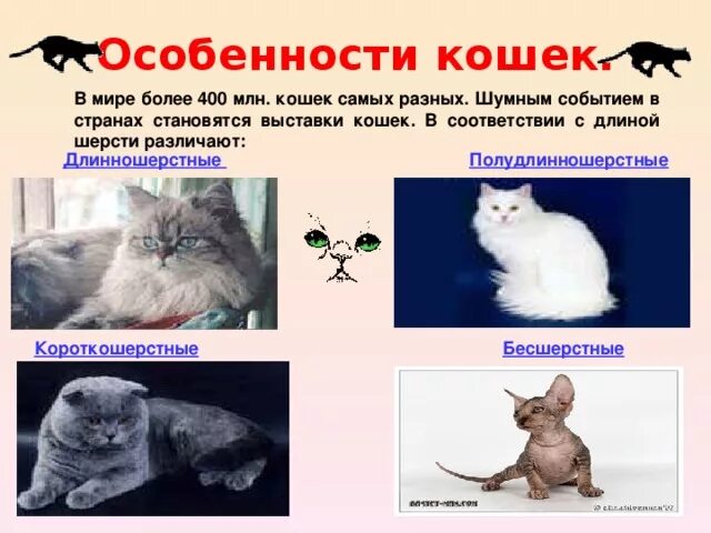 Какой тип у кошки. Особенности кошек. типы шерсти котов. виды длины шерсти котов. особенности кошачьих.