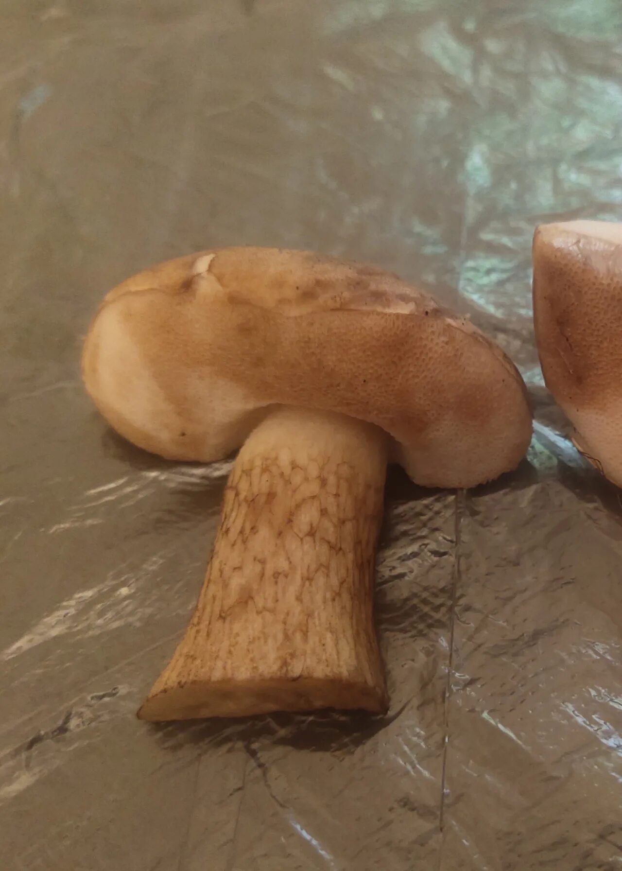 Желчный гриб какой. Жёлчный гриб. Tylopilus felleus. Желчный гриб в разрезе. Ламария гриб.