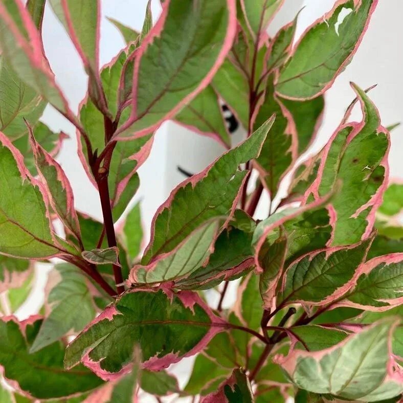 Дерен миракл. Cornus alba miracle. Дерен белый миракл. Дерен белый миракл. Дерен белый cornus alba miracle.