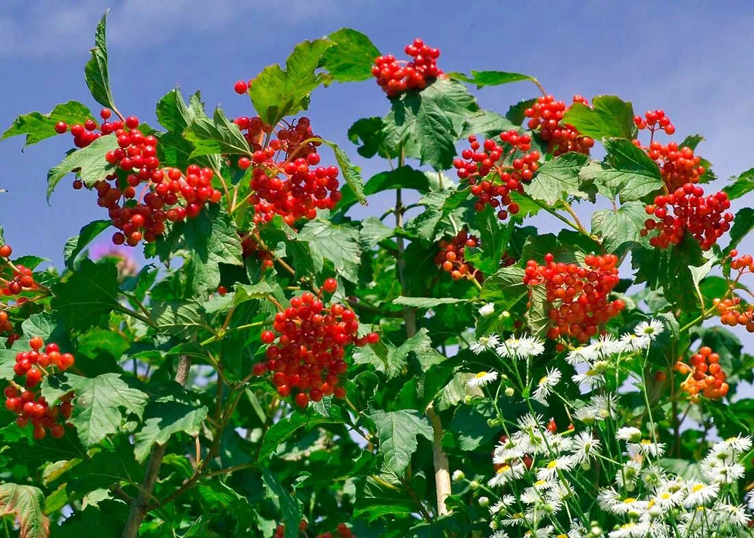 Калина исполняет. Калина куст. Калина Ульгень куст. Калина растение. Калина дерево.