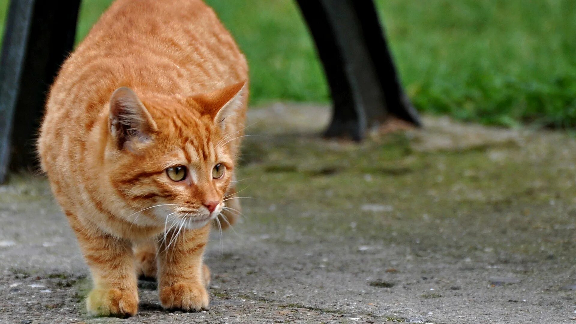 Включи рыжий кот геймс. Рыжая кошка. рыжий котик. уличные коты. рыжий кот охотник.