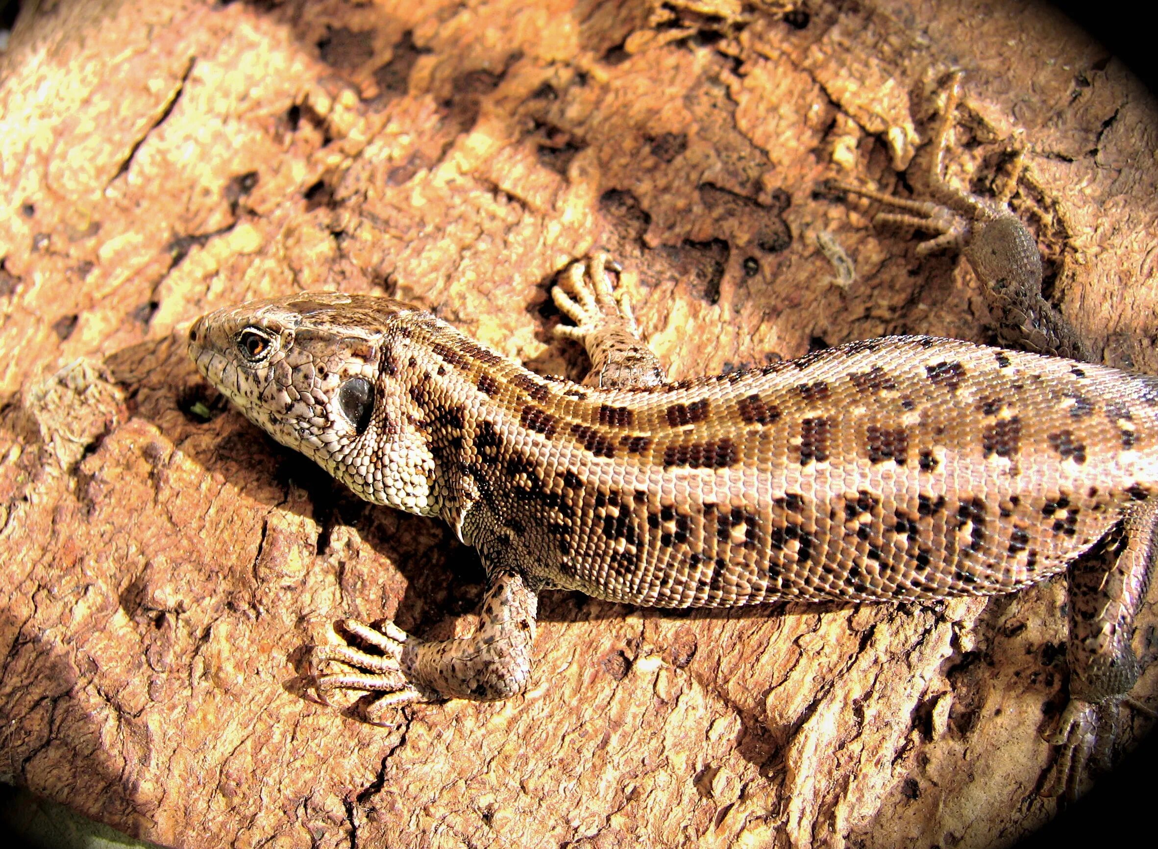 Как размножаются ящерицы обыкновенные. Lacerta agilis. живородящая ящерица (lacerta vivipara). яйца прыткой ящерицы.