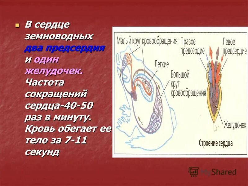 Кровь в сердце у земноводных