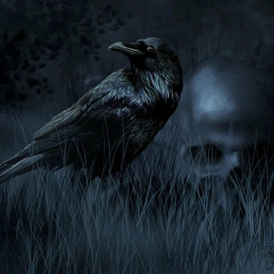 Черные вороны по порядку. Ворон арт. Черные вороны. Ворон арт. The raven edgar allan poe.