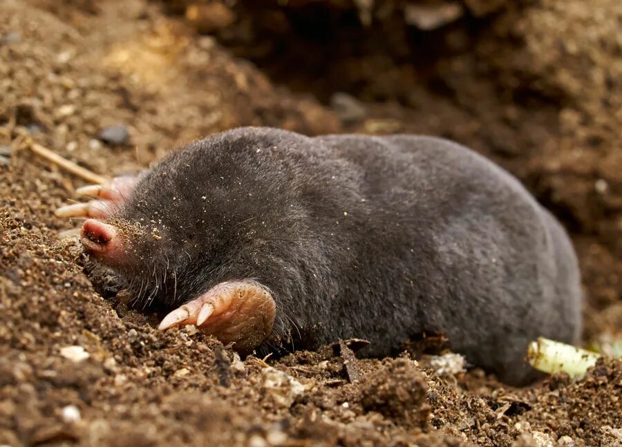 What Is the Difference Between a Mole and a Vole? Best pest control, Garden pest