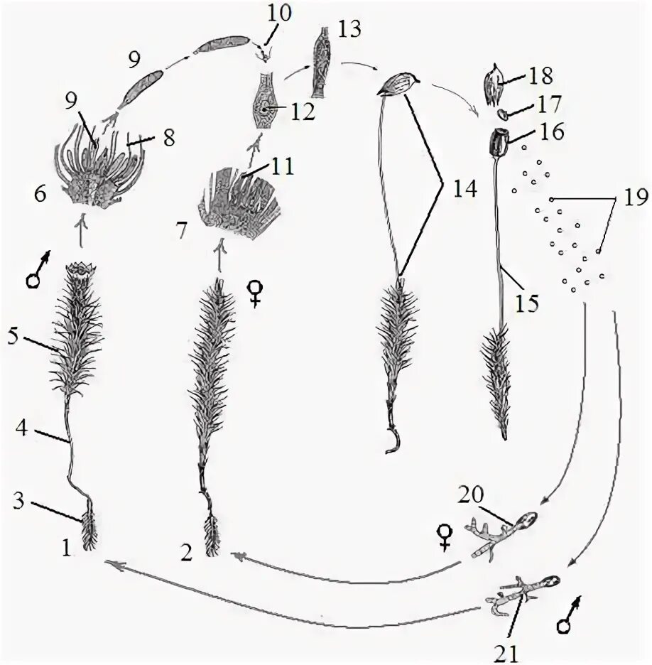 Половое поколение кукушкина льна. Кукушкин лен цикл развития схема. Жизненный цикл мха Кукушкин лен. Цикл развития мхов схема. Кукушкин лен жизненный цикл.