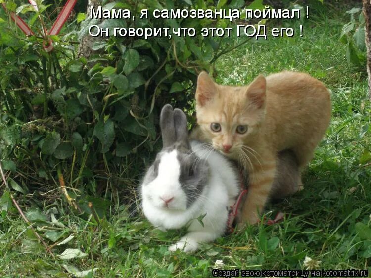 Милые котики с поддержкой. Мультяшные картинки с надписями прикольные. Лови меня. Лечу к тебе кот. Я поймал тебя дрожишь.