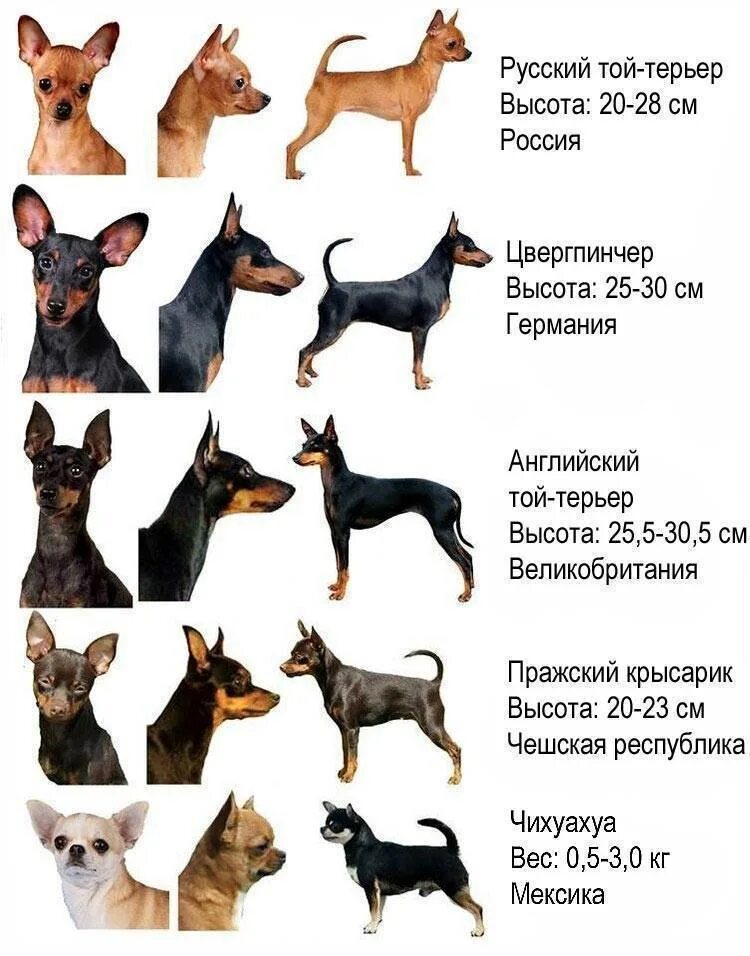 Какого терьера выбрать