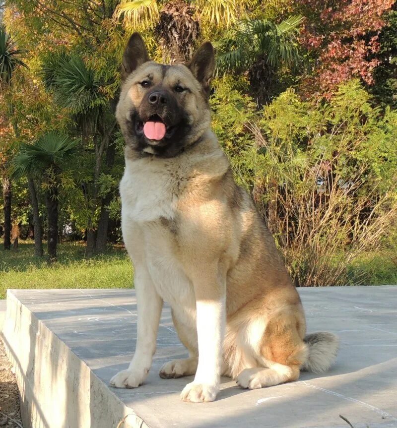 German Shepherd Akita Mix Guide - Gshepherds Akita, German shepherd, Akita dog