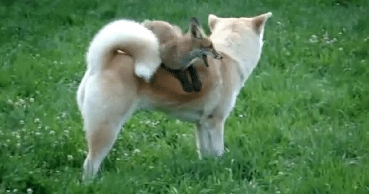 Fox jumps over the lazy dog. Fox jumps over the lazy dog