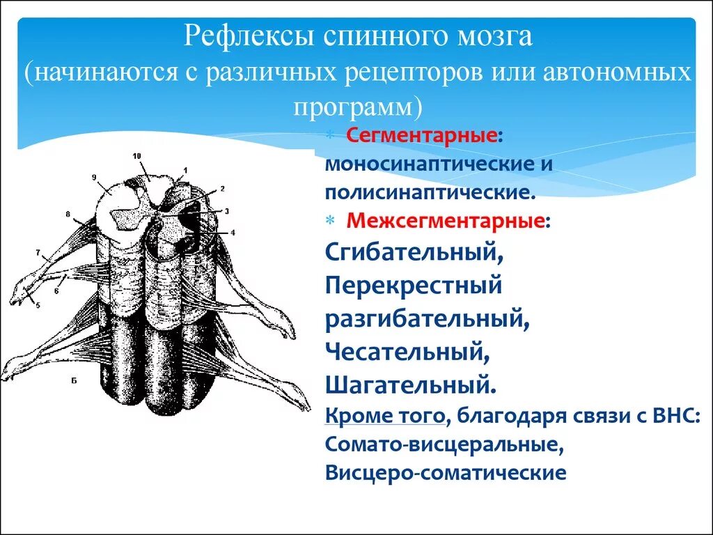 Рефлексы спинного мозга. Рефлексы на уровне спинного мозга. Двигательные и вегетативные рефлексы спинного мозга. Двигательные рефлексы спинного мозга.