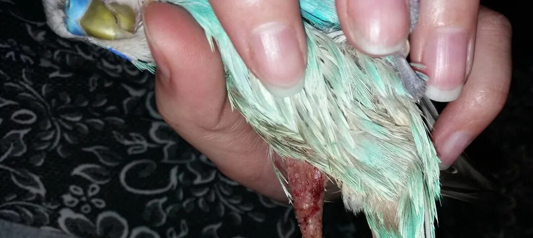 Облезший попугай