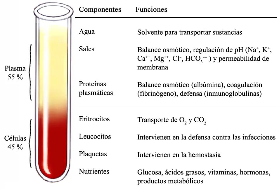 Plasma serum. Plasma перевод. Plasma перевод. Плазма 4 состояние вещества презентация. Плазма агрегатное состояние.