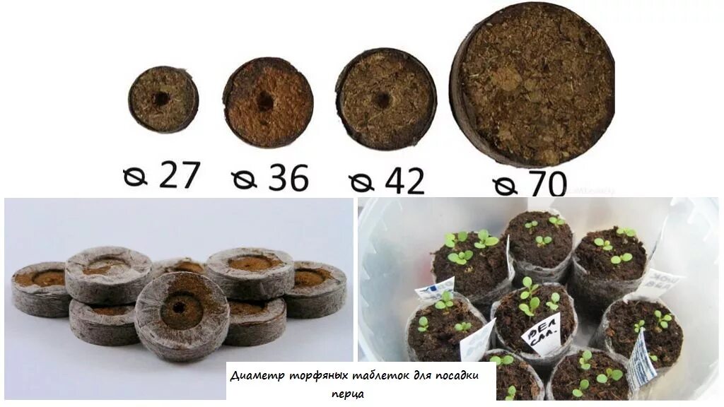 Рассада огурцов в торфяных таблетках. Торфяные таблетки для рассады. Торфяные таблетки в вермикулите. Посадка в торфяные таблетки. Посев в торфяные таблетки.