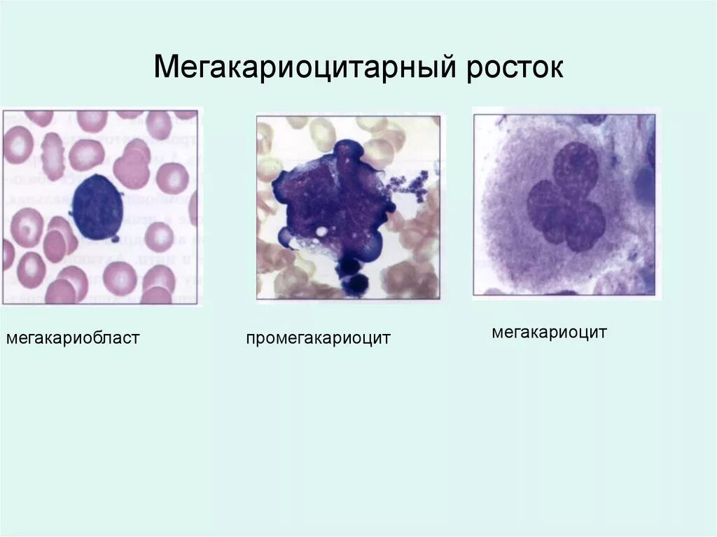 Мегакариоциты красного мозга. Мегакариоцит гистология. Схема строения мегакариоцита. Мегакариоциты в костном мозге. Мегакариоцит и мегакариобласт.