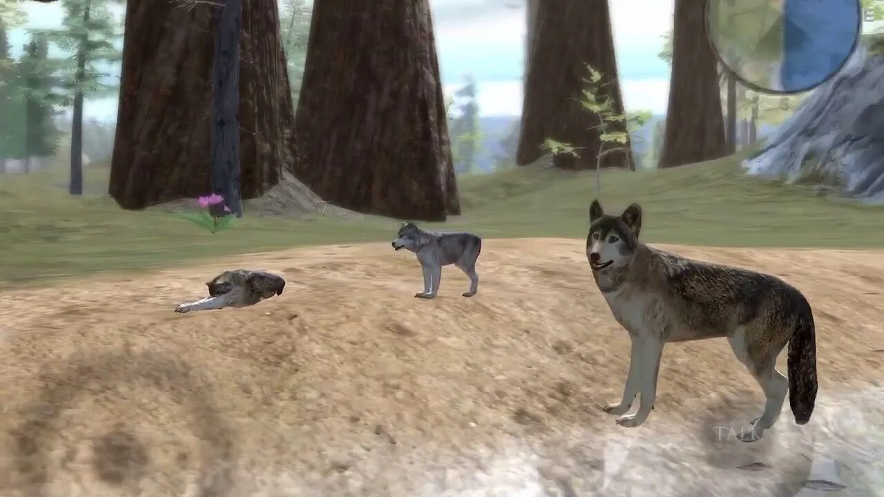 Игра симулятор волка. Ультимейт вулф симулятор. Симулятор волка эволюция. Wolf simulator мод. Симулятор wolfpack.