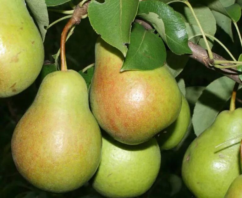 Груша "Чижовская" Pyrus communis. Груша Чижовская крона. Сорт груши Чижевского.