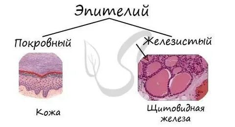 Виды тканей железистый эпителий