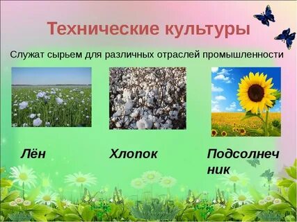 Технические культуры определение