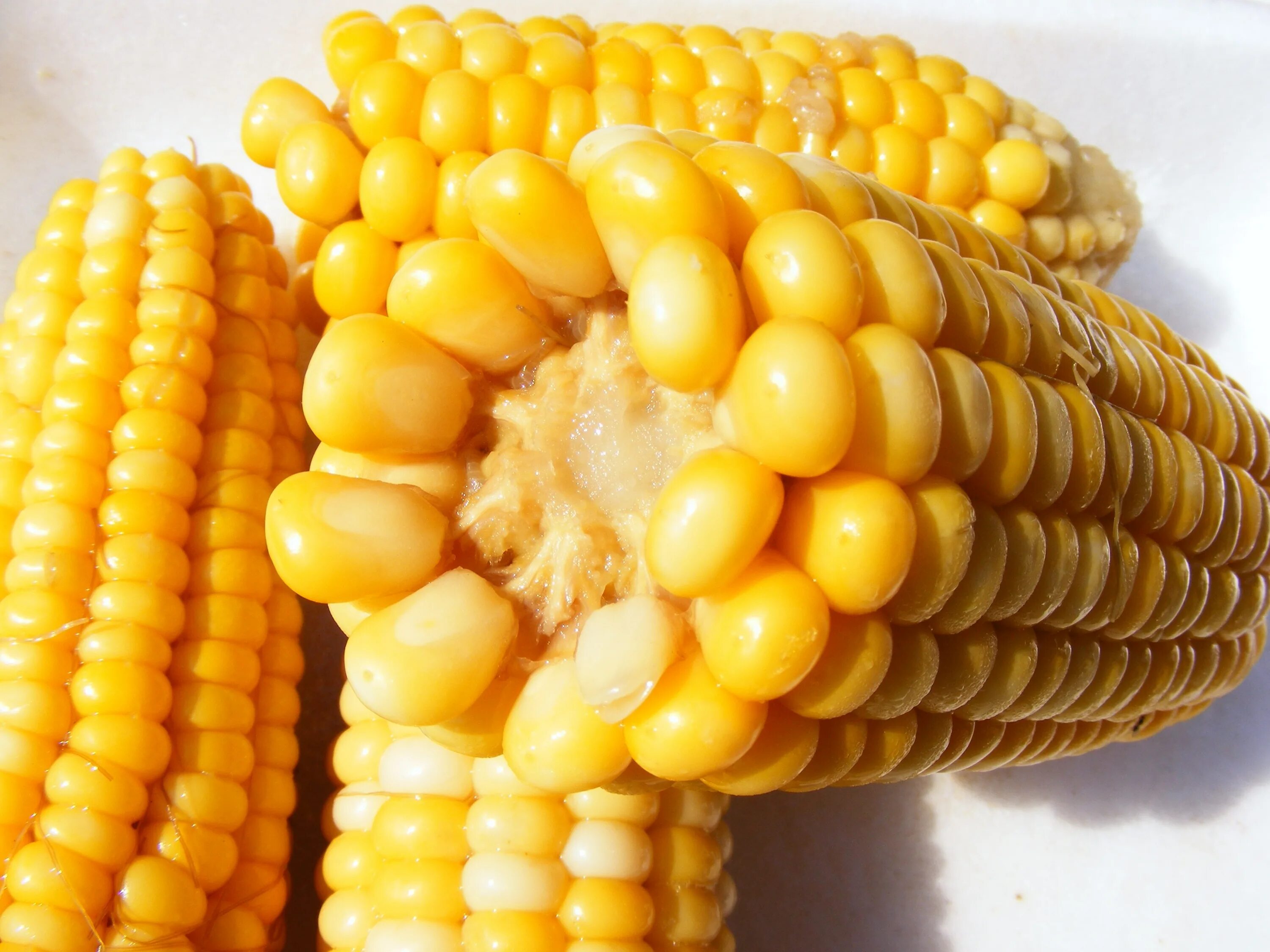Макка жухори. Кукуруза. Плод кукурузы. Вареная кукуруза. Сладость кукурузу