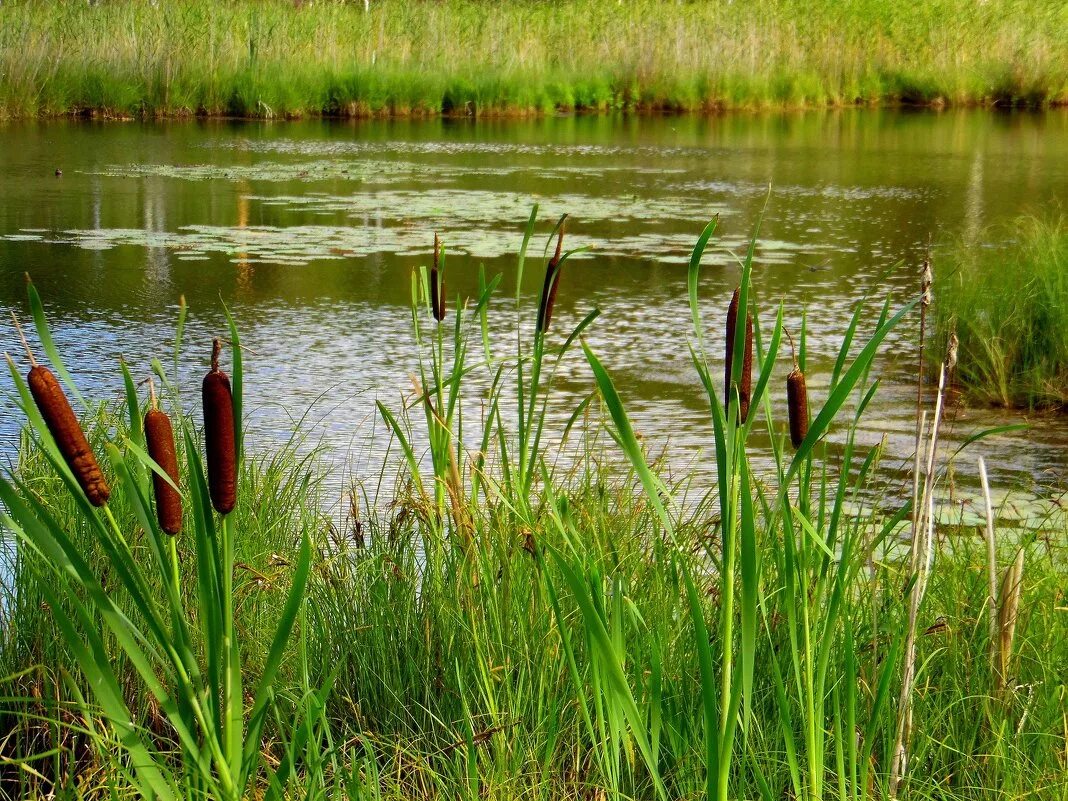 Камыш водоросли. Рогоз узколистный. Камыш Речной. Рогоз Озерный.