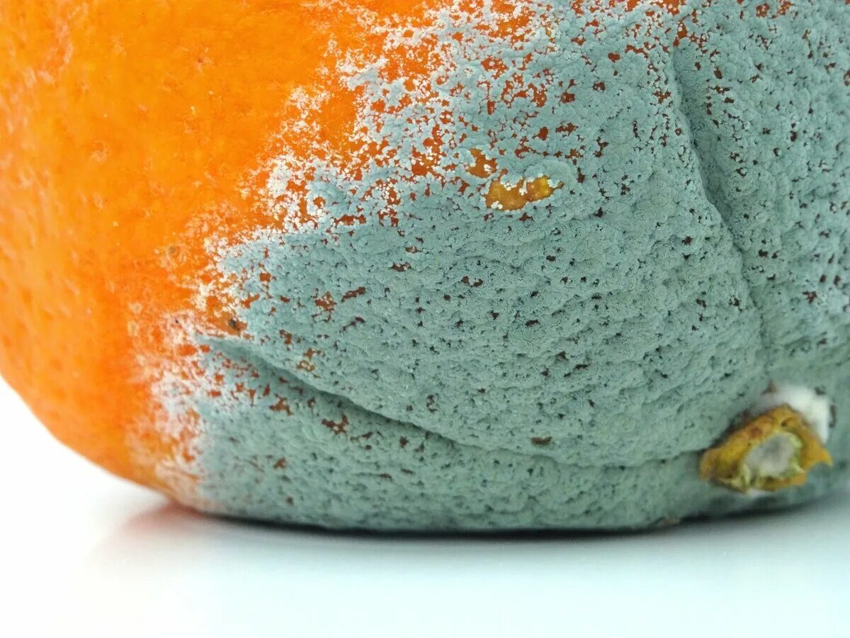 плодовая плесень. плесень это грибы. монилиоз хеномелес. серая гниль – botrytis cinerea. плесень на еде.