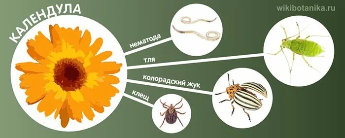 Цветки календулы на грядках. Календула садовая. Бархатцы от колорадского жука. Вредители календулы. Семянка календулы.