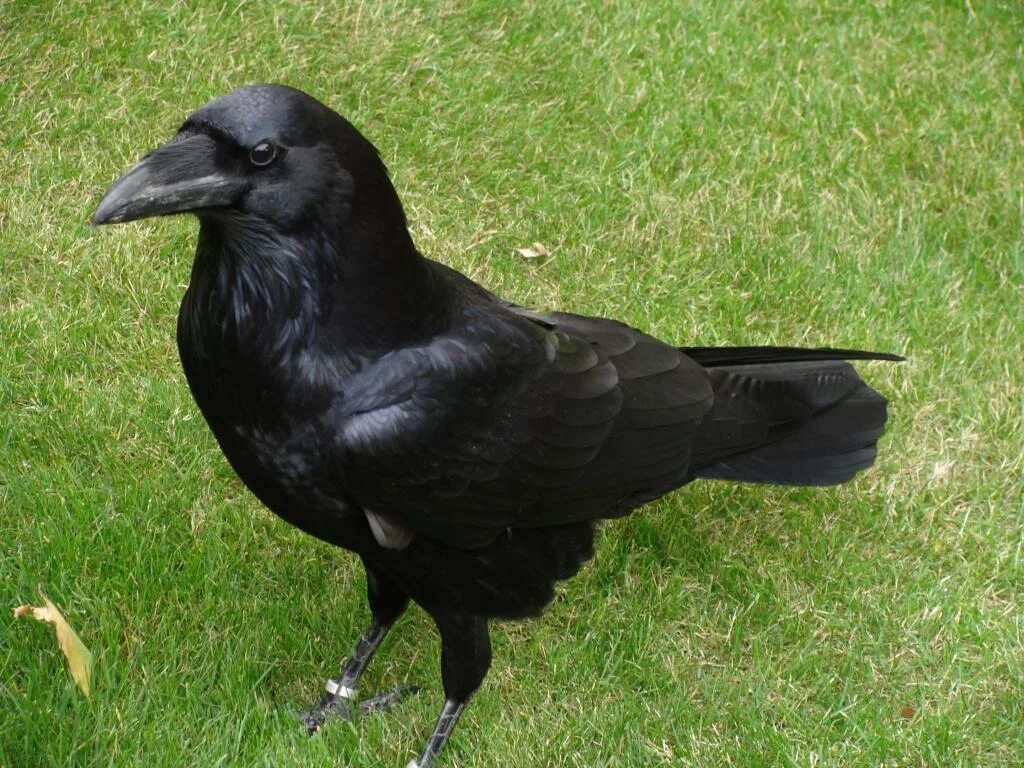 Как живут вороны. Corvus Corax птица. Королевский ворон Коракс. Корвус ворон. Корвус Коракс ворон черный.