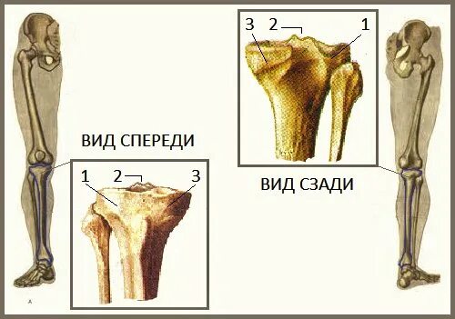 Перелом возвышения мыщелка большеберцовой кости. Межмыщелковое возвышение большеберцовой кости. Медиальный и латеральный мыщелки большеберцовой кости. Перелом медиального мыщелка берцовой кости. Контузионные изменения кости