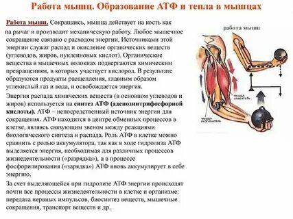Откуда организм получает энергию для работы мышц