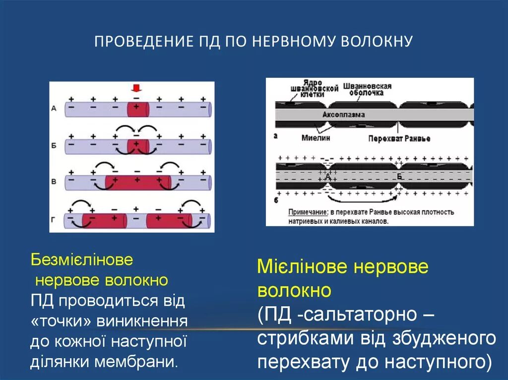 По пд версия. Распространение возбуждения по миелиновому нервному волокну. Скорость проведения в миелиновых и безмиелиновых волокнах. Механизм распространения нервного импульса по миелиновым волокнам. Проведение потенциала действия по нервным волокнам.