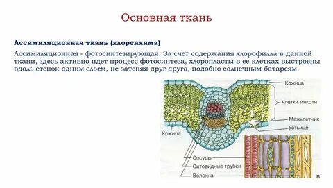 Какая ткань фотосинтезирующая
