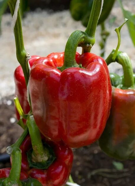 Перец - Barbórka - Capsicum annuum - Barbórka - семена - Garden Seeds Market Бес
