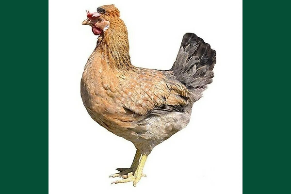 Куры доминант gs459. Чешский доминант крапчатый. Доминант гс 459. Куры доминант гс 459. Чешский доминант gs459.