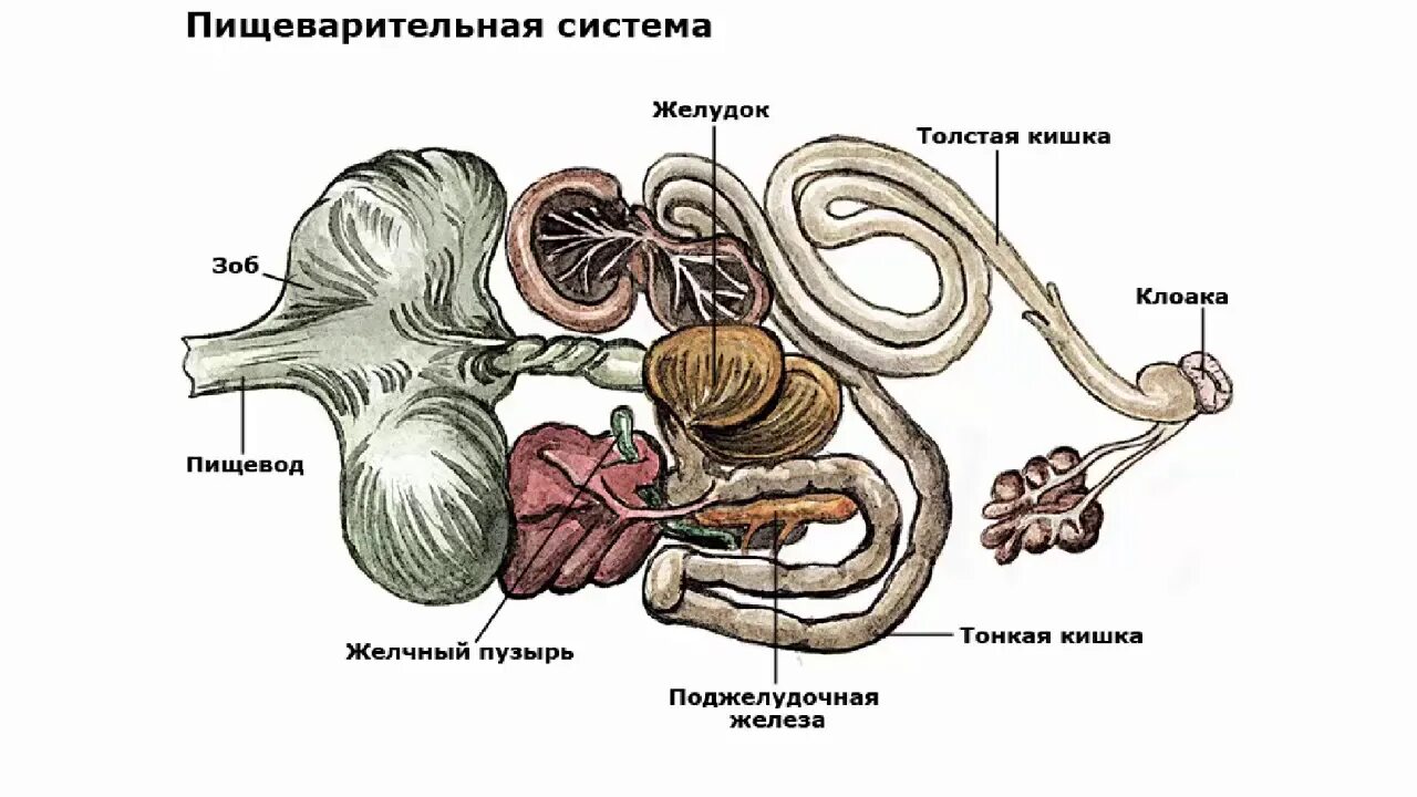 Пищеварительные железы птиц. Пищеварительный тракт птиц. Строение пищеварительной системы птиц. Система органов пищеварения птиц.