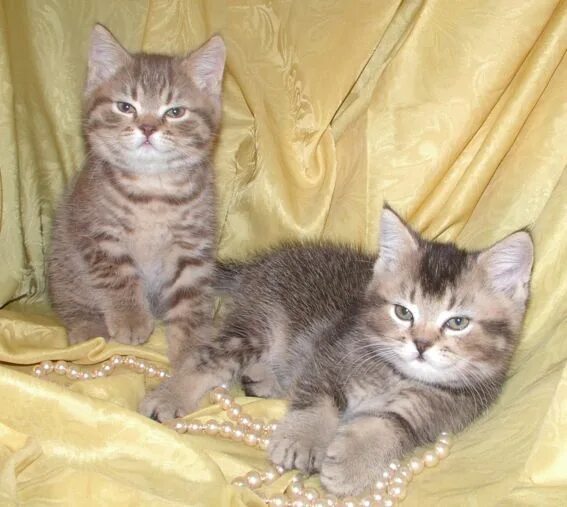 Продают кошек. Котята череповец отдам даром. Авито череповец кошка. Котята череповец. Котята череповец отдам даром.