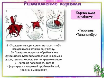 Тип корневой системы бегонии