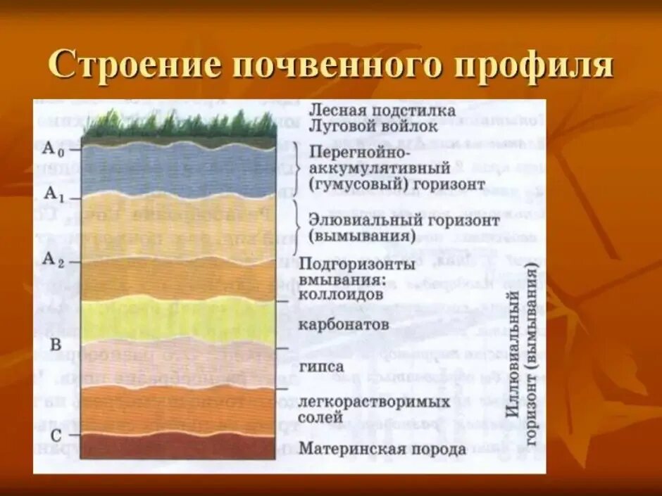 Материнская порода гумусовый вымывания вмывания. Строение почвы подвесные горезонты. Строение почвенного профиля дерново-подзолистых почв. Схема строения почвенного профиля. Строение почвы почвенный профиль.