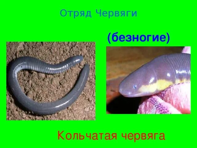 Кольчатая червяга отряд. Безногие амфибии червяги. Червяга кольчатая червяга. Безногие земноводные червяги. Безногие земноводные червяги.