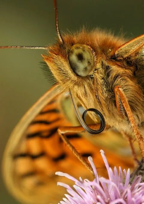 Как выглядят глаза бабочек Photo by Egor Kamelev on Pexels Pet birds, Butterfly images, Nature animals