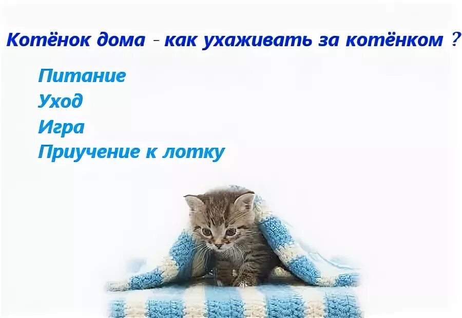 Котенок уход и содержание. Уход за котенком. как ухаживать за котенком. котята как ухаживать. уход за котёнком 2 месяца.
