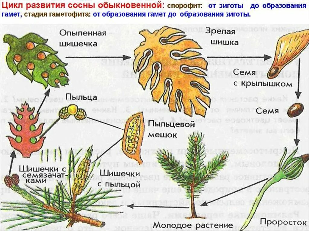 Самостоятельная работа по биологии голосеменные растения. Строение хвои голосеменных растений. Строение шишек голосеменных растений. Размножение сосны обыкновенной. Голосеменные растения строение рисунок.