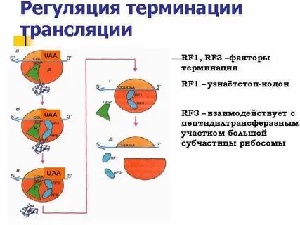Соотнесите класс факторов терминации и их характеристики
