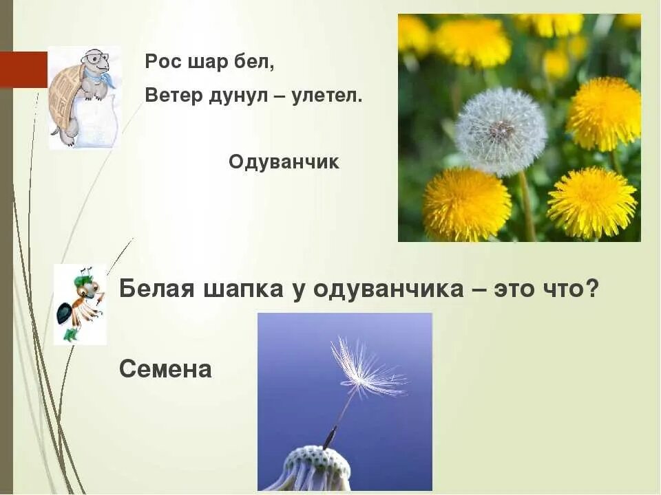 Загадка про ветер 1 класс. Рос шар бел дунул загадка про одуванчик. Загадка про одуванчик. Загадка про одуванчик для детей. Загадка про одуванчик для дошкольников.