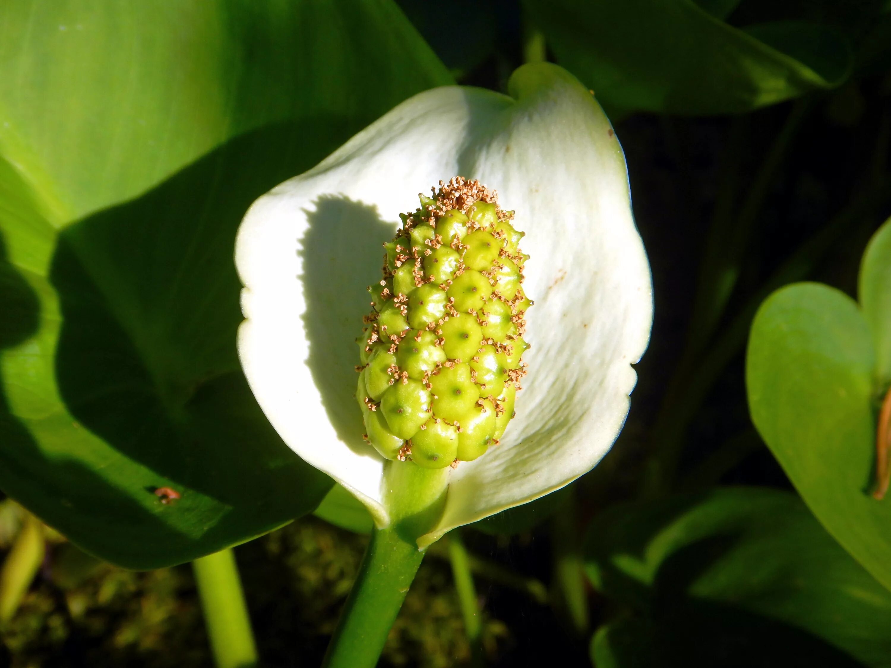 Початок цветок. Белокрыльник болотный Calla palustris. Белокрыльник (Калла). Белокрыльник болотный (Calla palustris l.). Белокрыльник соцветие.