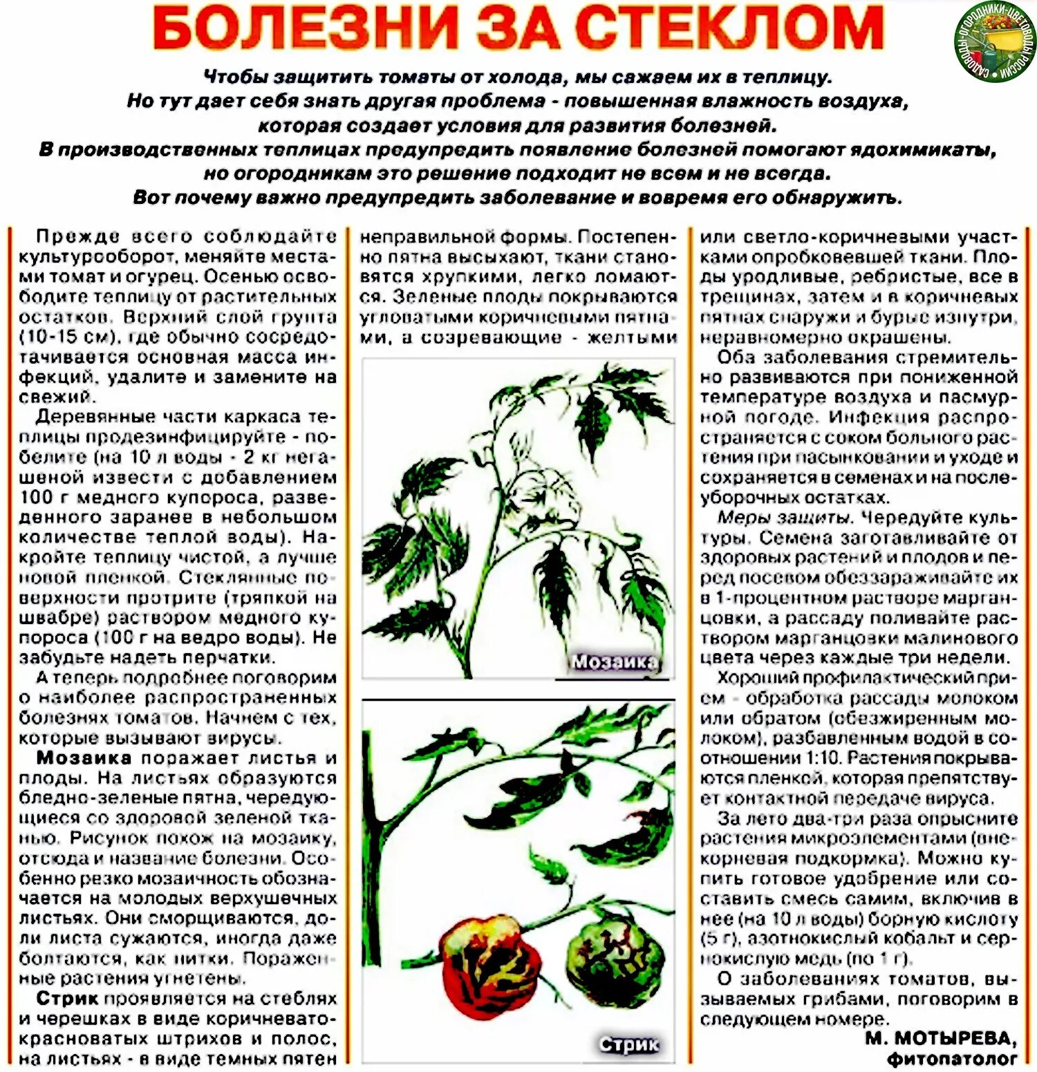 Болезни томатов фото описание и лечение. Болезни помидоров и борьба с ними. Таблица болезней помидор. Болезни томатов описание с фотографиями. Вирусные болезни томатов в теплице.