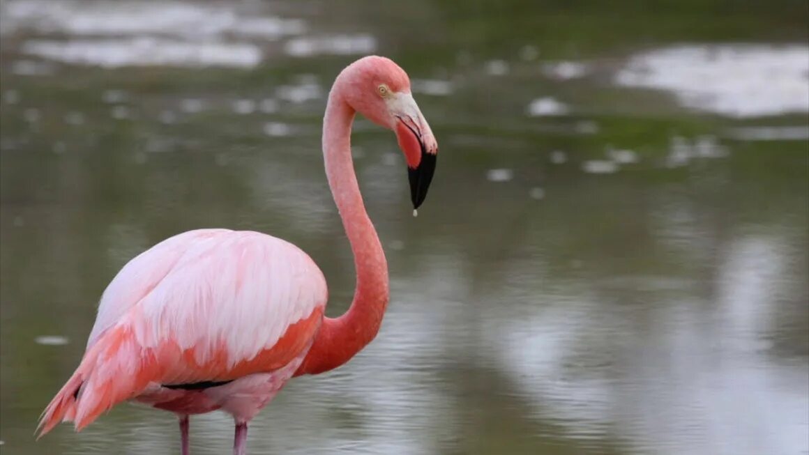 Персиковый фламинго. Фламингообразные обыкновенный фламинго. Розовый фламинго птица. Карибский фламинго. Фламинго в греции.
