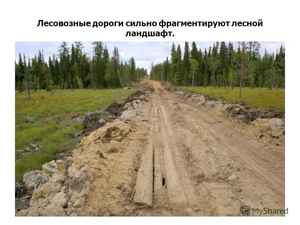 Усы дороги. Усы дороги. Усы дороги. Строительство лесовозных дорог. Зимние лесовозные дороги.