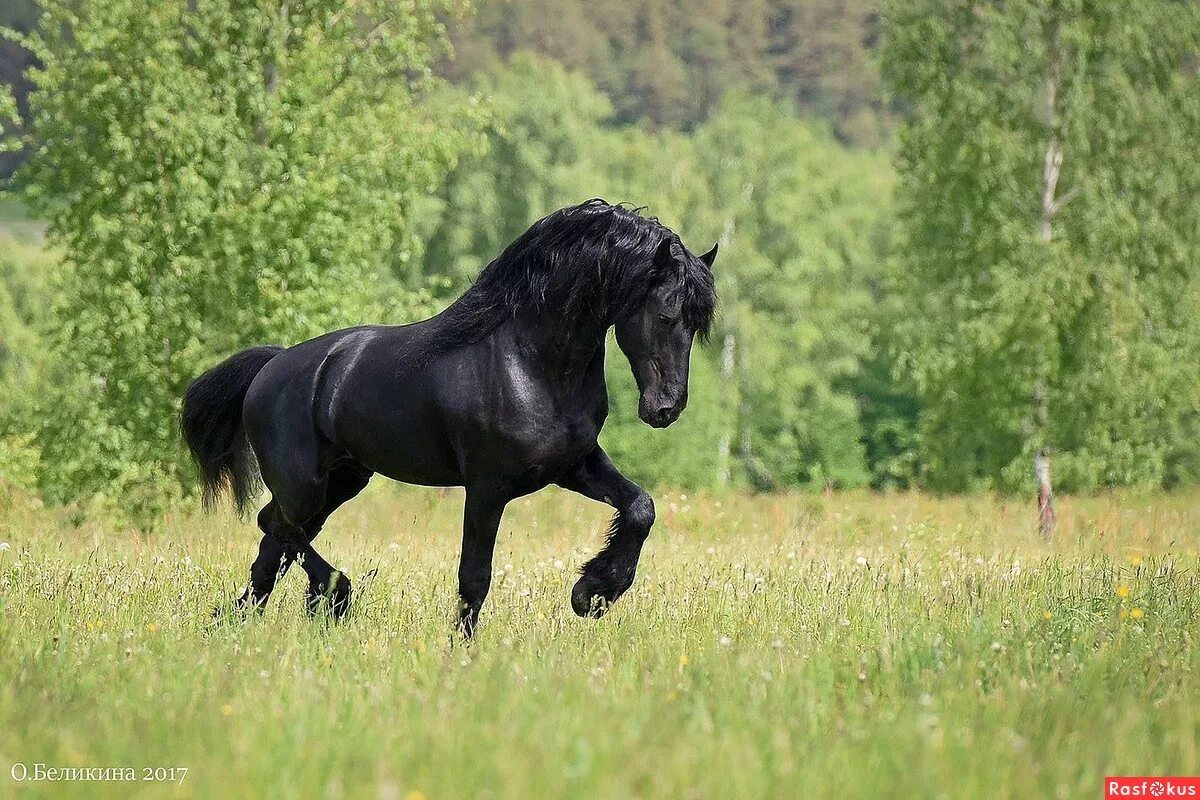 фризская порода лошадей вороная. фриз фризская лошадь. вороные кони видео. лошади вороные кабардинская порода. вороные кони видео.