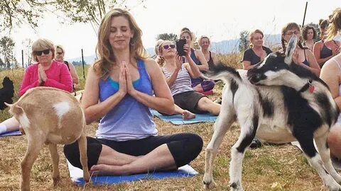 Goat Yoga' is a thing and people are getting really into it.